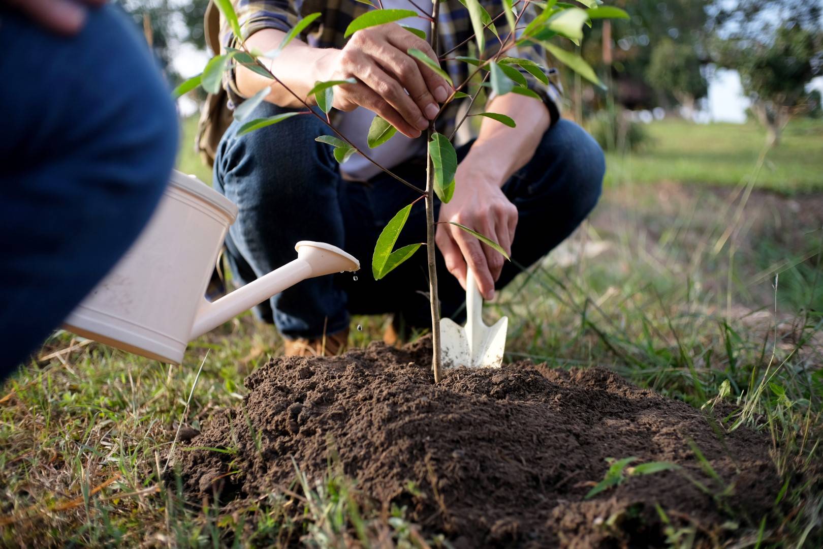 Expert Tree and Shrub Transplantation Services