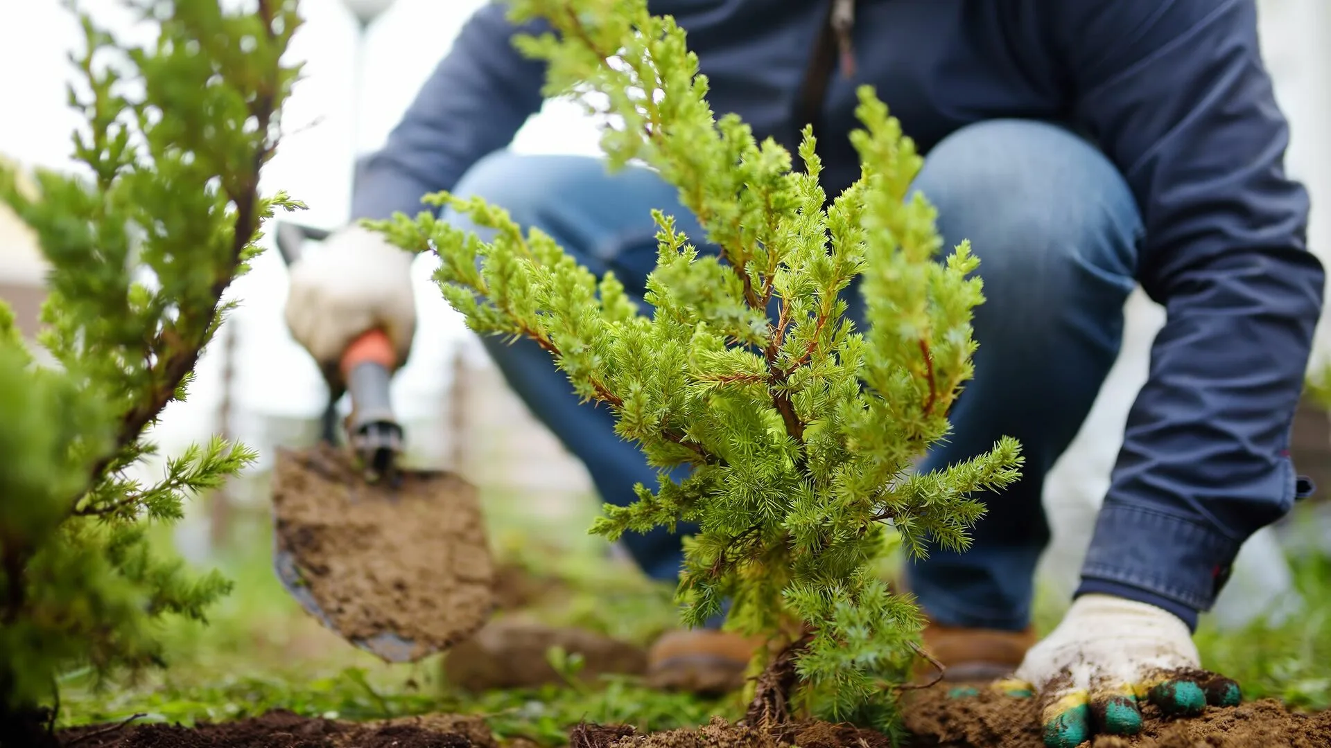 Expert Plant Care for Healthy Growth and Longevity