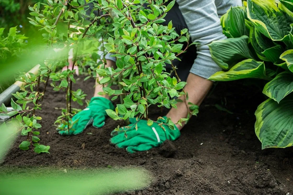 Expert Consultation for Perfect Plant Selection